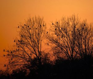 Lejebil & billeje i Treviso